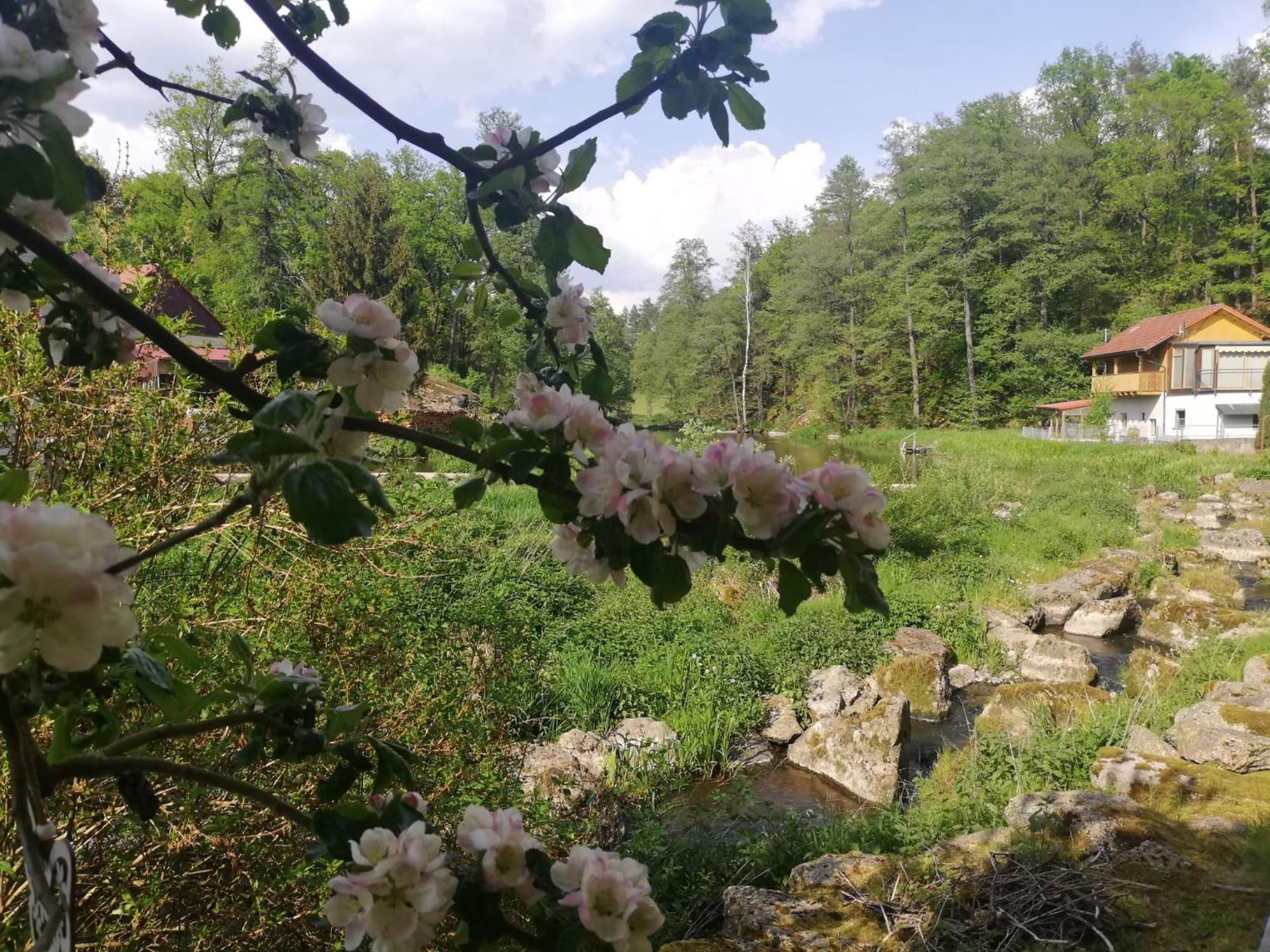 Falkenberg  Ferienwohnung Und Sommerhaus Unter Der Burg מראה חיצוני תמונה